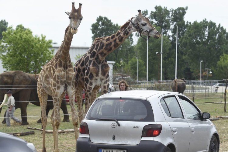 Nem maradhatnak Szadán az autós szafari park állatai