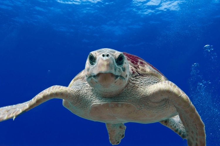 A tengeri teknősök minden fajában találtak mikroműanyagot