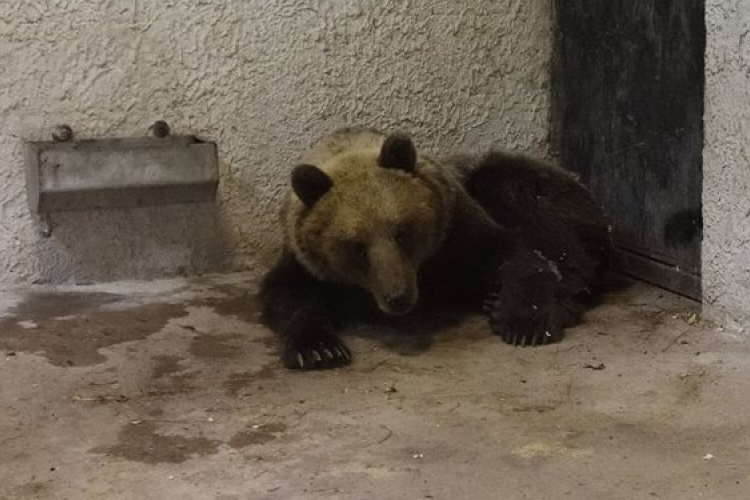Szabadon engedték a kóborló medvét a szlovák-magyar határ közelében