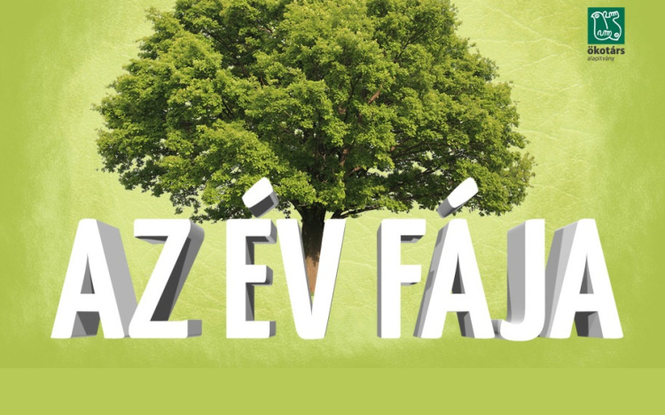 Van kedvenc fád? Jelöld az Év Fája versenybe!