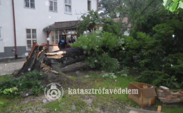 Tizenöt méteres gesztenyefa dőlt egy esztergomi épületre 