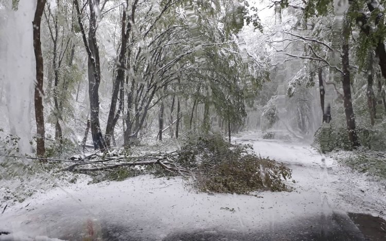 Ilyen pusztítást végzett az áprilisi havazás Dobogókő felé - FOTÓK