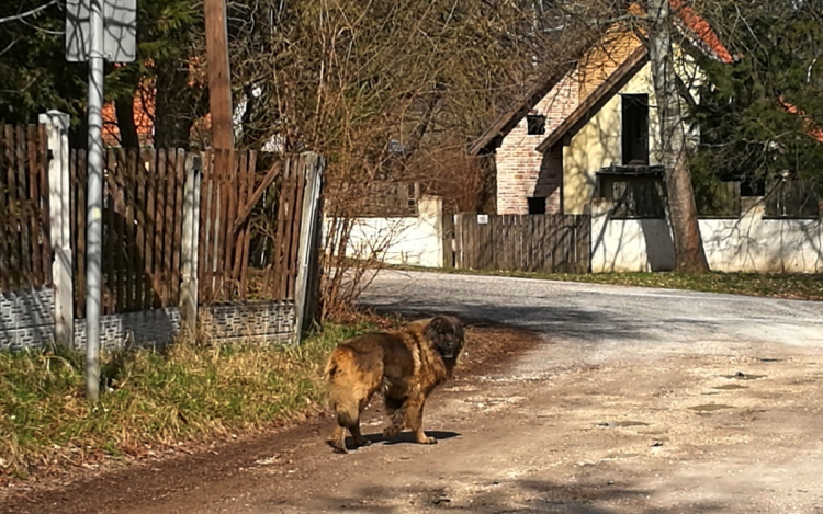 Óriás blöki kószál Búbánatban