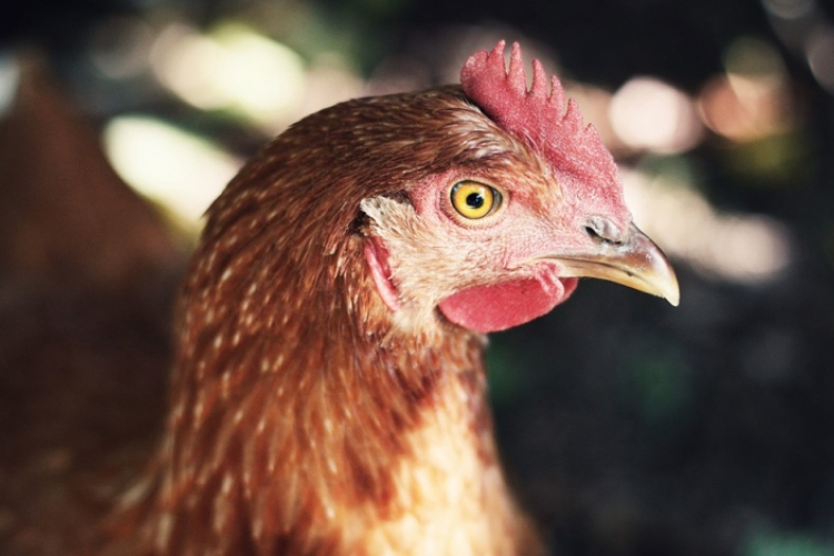 Több emberre terjedt át a madárinfluenza Oroszországban