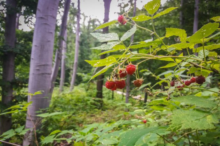 Ha lenne medve a Pilisben, most tuti jóllakna