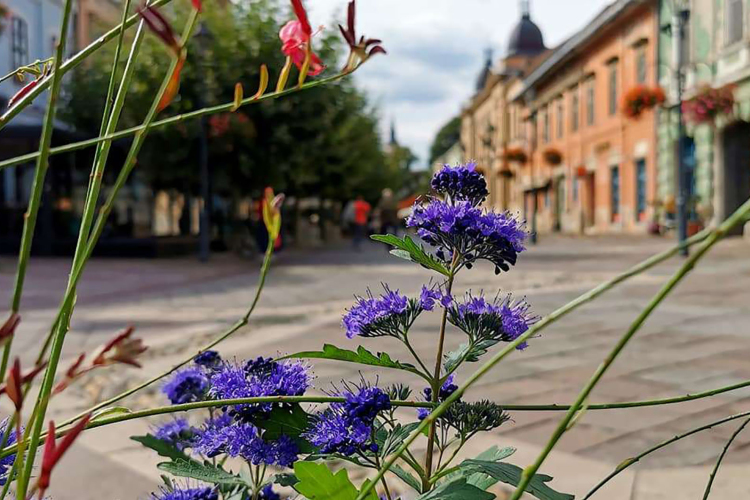 Tervekkel tele vág neki 2022-nek a Kivirágzó Esztergomért Alapítvány