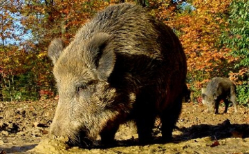 Kárt okozó vaddisznókat lövet ki Esztergom