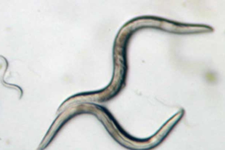 Szívférgesség: a fonálféreg számára az ember nem a megfelelő gazda