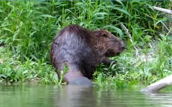 Ismét előbújt a Kis-Duna hódja – VIDEÓ