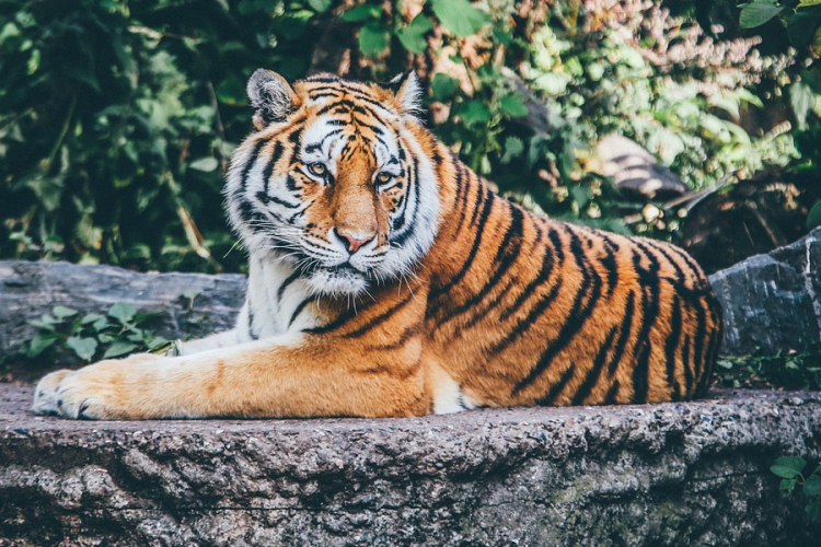 Lassan eltűnnek a nagy ragadozók a világból 
