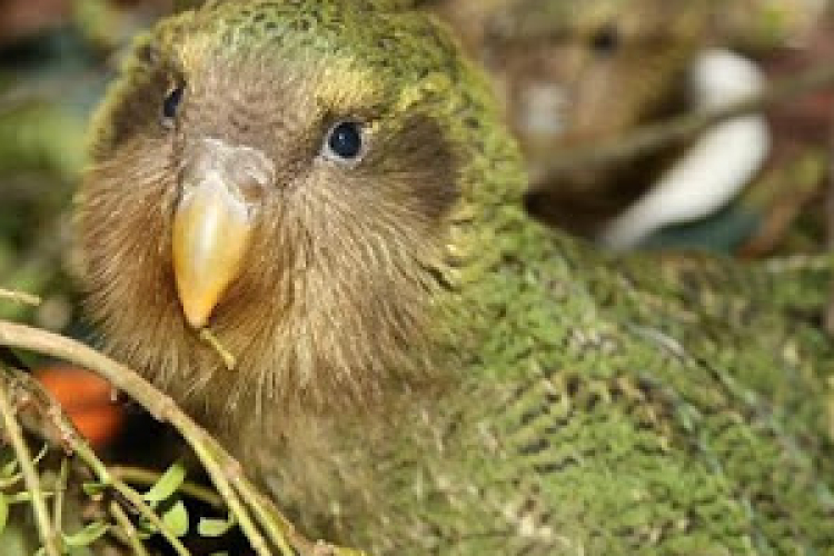 Minden nyolcadik madárfaj a kihalás szélén áll 