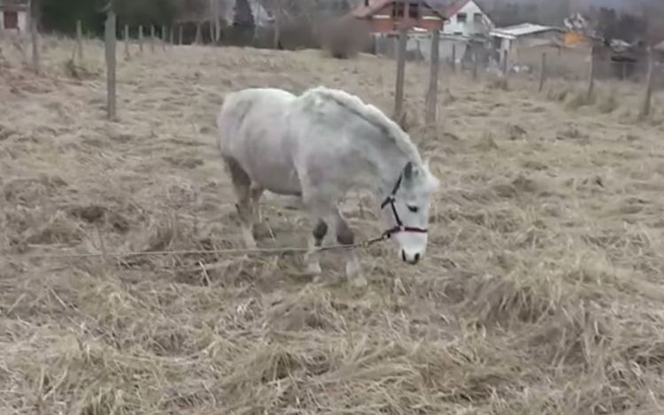 Méheket és pónit lopott egy esztergomi férfi - VIDEÓ