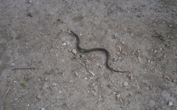 Kígyószerű sikló kúszott a Dzsáminál - FOTÓK