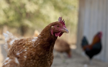 Lehetőséget, vetőmagot és csirkét kapnak romák