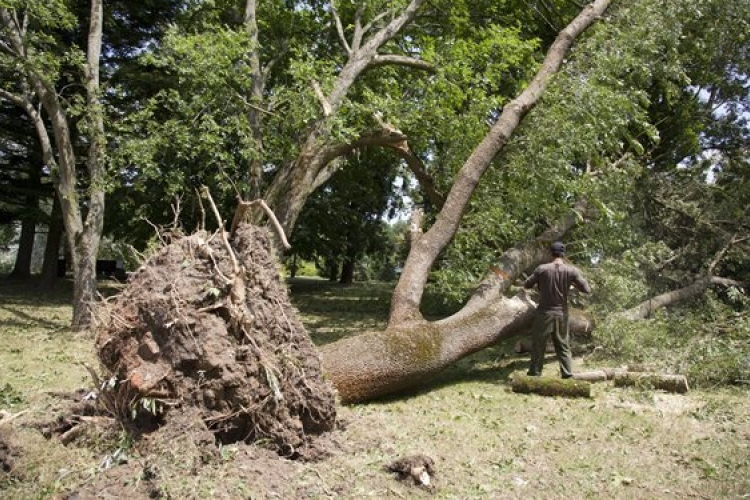 Fákat csavart ki a viharos erejű szél Győr-Moson-Sopron megyében