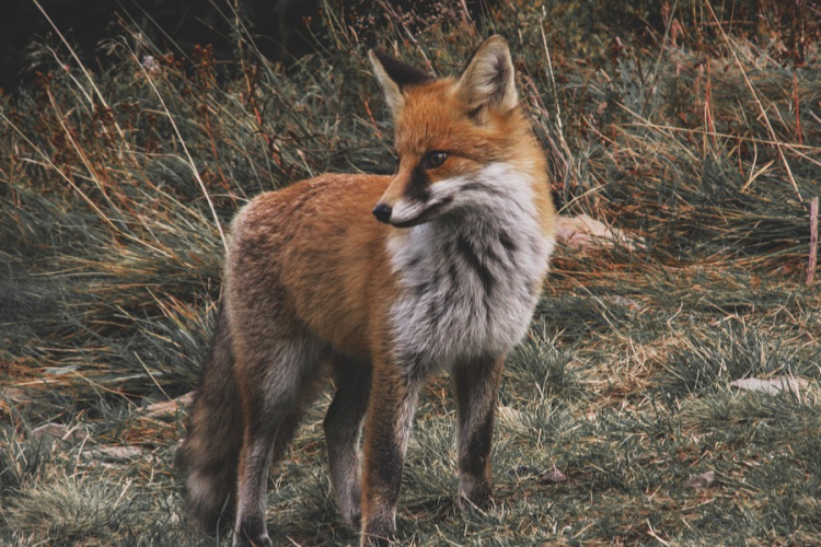 Hamarosan kezdődik a tavaszi rókavakcinázás