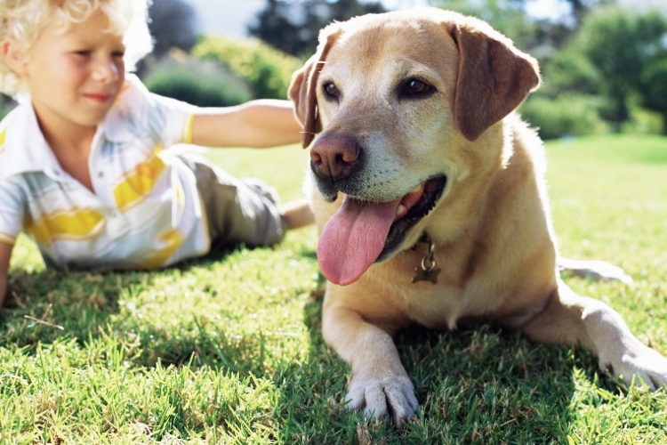 Érdekes eredményekre jutottak a kutyák öregedéséről az ELTE kutatói
