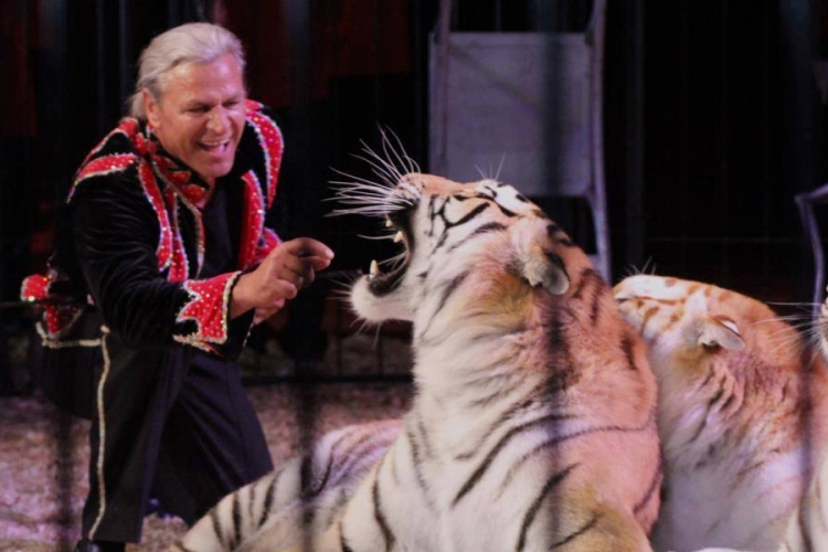 Dágra vonulhatnak nyugdíjba a kiöregedett cirkuszi állatok