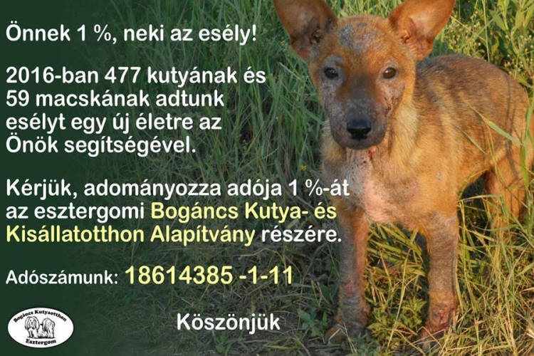 Segítse adója 1%-ának felajánlásával a Bogáncs menhelyet!