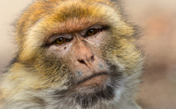 Itt a hivatalos jelentés, ennyi majomhimlő-fertőzöttet azonosítottak eddig