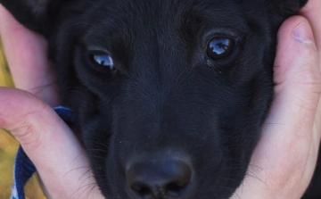 Félezer kutyának talált új otthont a Bogáncs tavaly - Segítsünk most mi is!