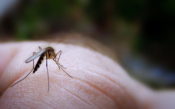 Újra retteghetnek a vérszívók – ismét szúnyogirtás