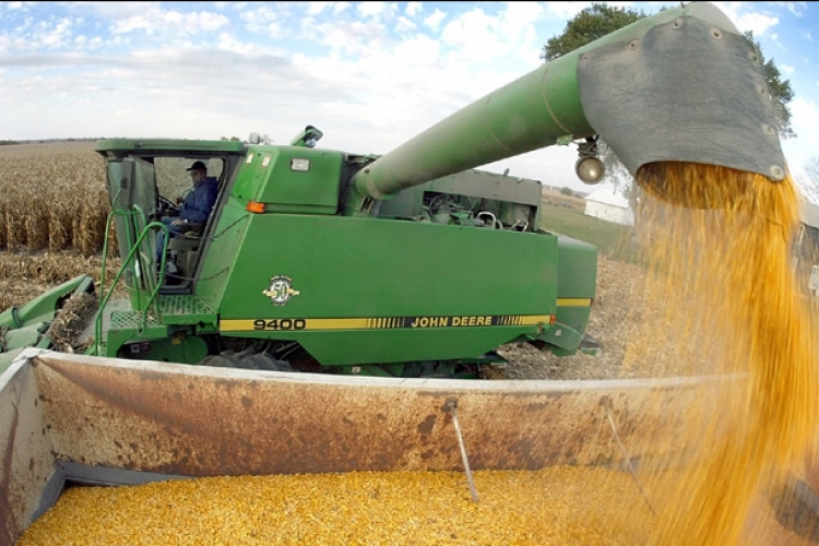 Fertőzés és csapadék hátráltatja a kukorica betakarítását megyénkben