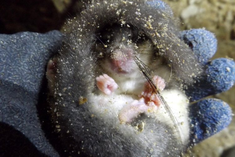 Téli álmot alvó cuki peléket találtak a Sátorkőpusztai-barlang feltárásán