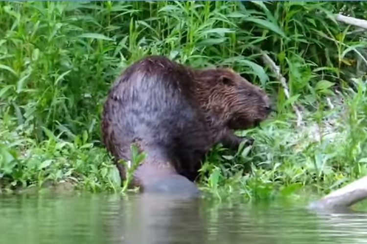 Ismét előbújt a Kis-Duna hódja – VIDEÓ