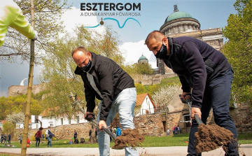 Vadgesztenyefákat ültetett Esztergom polgármestere és alpolgármestere a Föld napján