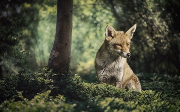 A rókák már több tízezer éve eszik az ember által otthagyott maradékot