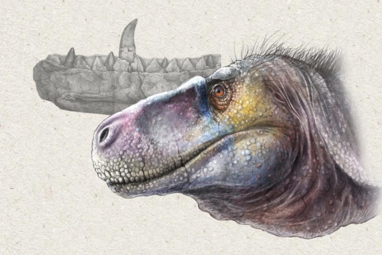 Két új dinoszauruszfajt azonosítottak a Hátszegi-medencében