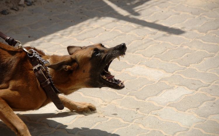 Kutyatámadás Kesztölcön – Vádat emelnek a gazda ellen!