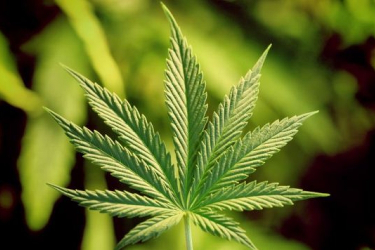 Kannabisz nőtt egy walesi önkormányzat virágládáiban