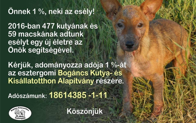 Segítse adója 1%-ának felajánlásával a Bogáncs menhelyet!