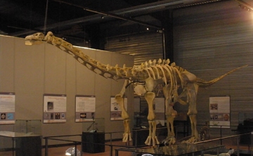 A legnagyobb testű dinoszaurusz parányi aggyal rendelkezett