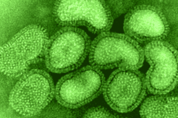Influenza - Hongkongban nyolcan haltak meg egy napon a járvány miatt
