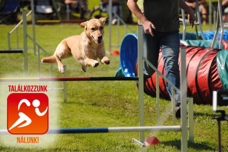 Akadálypályás futóverseny kutyákkal