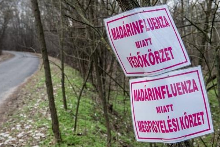 Egy megyét kivéve visszakapta madárinfluenza-mentes státuszát Magyarország