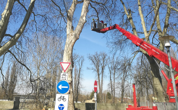 Tovább folytatódik a platánsor fiatalító metszése