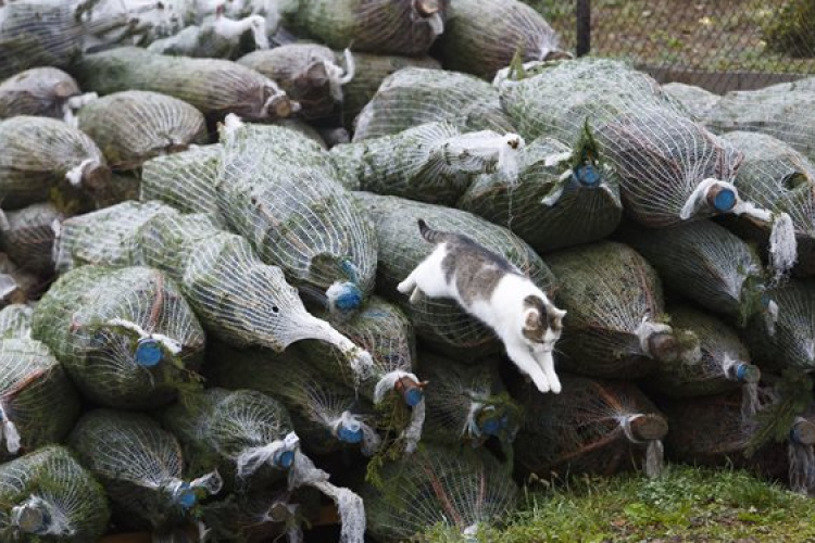 Már érkeznek a fenyők az árusítóhelyekre