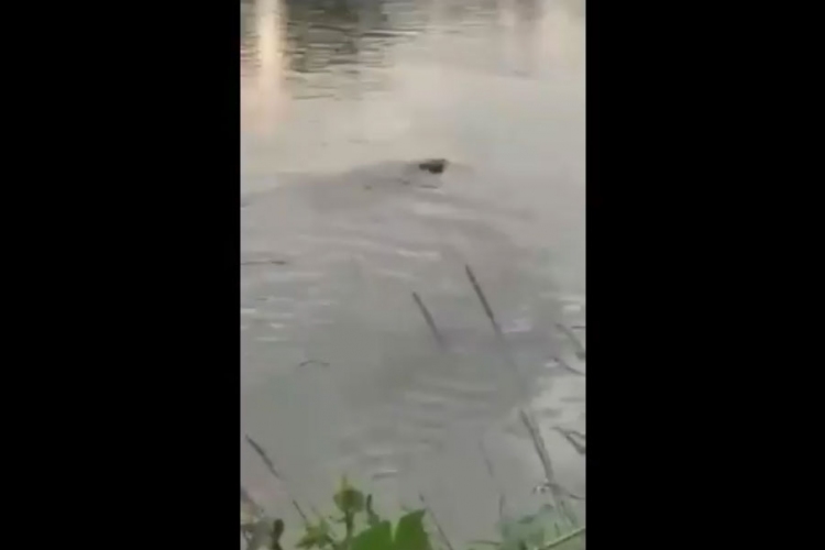 Krokodil úszkál a Dunába folyó Vágban? - VIDEÓVAL