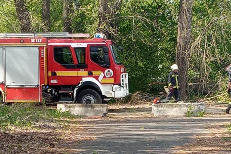 Derékba törő fa szakított el egy villanyvezetéket