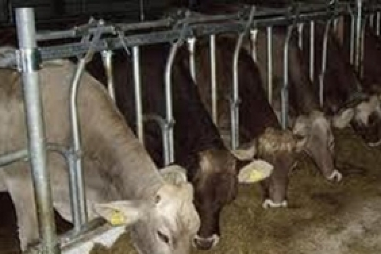 Szakszerű takarmányozással csökkenthető az aflatoxinveszély