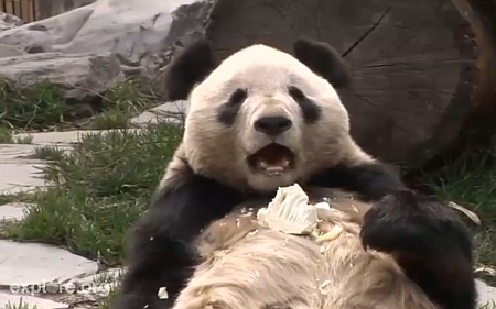 Aranyat érhet a bioüzemanyag termelésében a pandák ürüléke