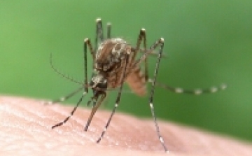 Áttörés a malária elleni küzdelemben