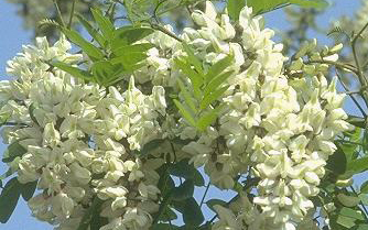 Hungarikum lett az akác