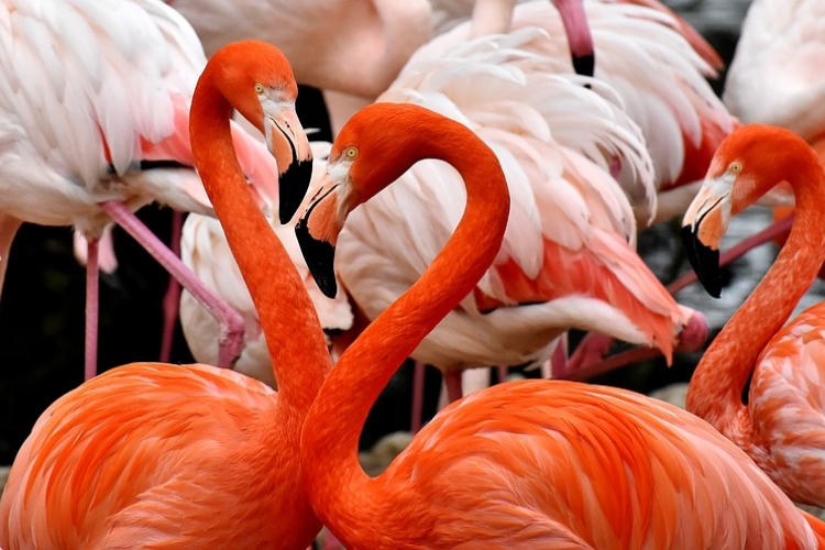 A flamingók erős barátságokat kötnek egymással
