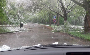 Sorra dőlnek ki a fák Búbánatban a viharos áprilisi időjárásban