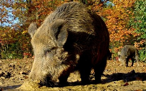 Kárt okozó vaddisznókat lövet ki Esztergom